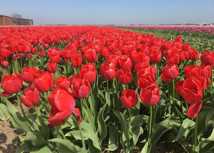 Bright Coastal Hideaway Julianadorp