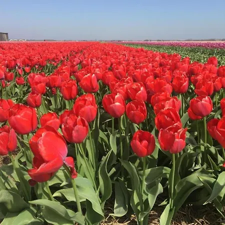 Bright Coastal Hideaway Julianadorp